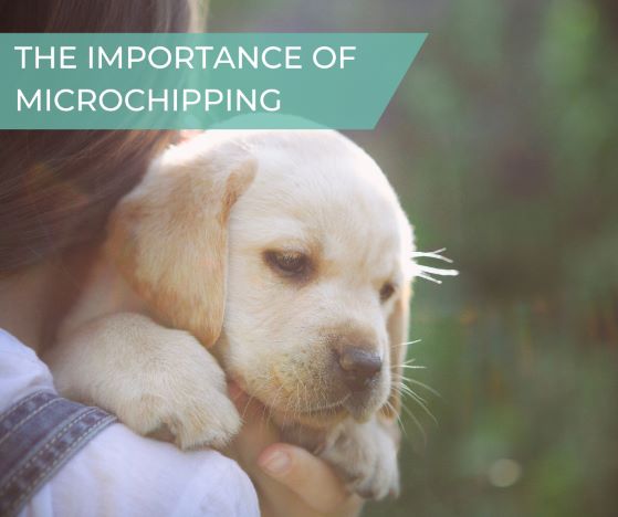 The importance of microchipping