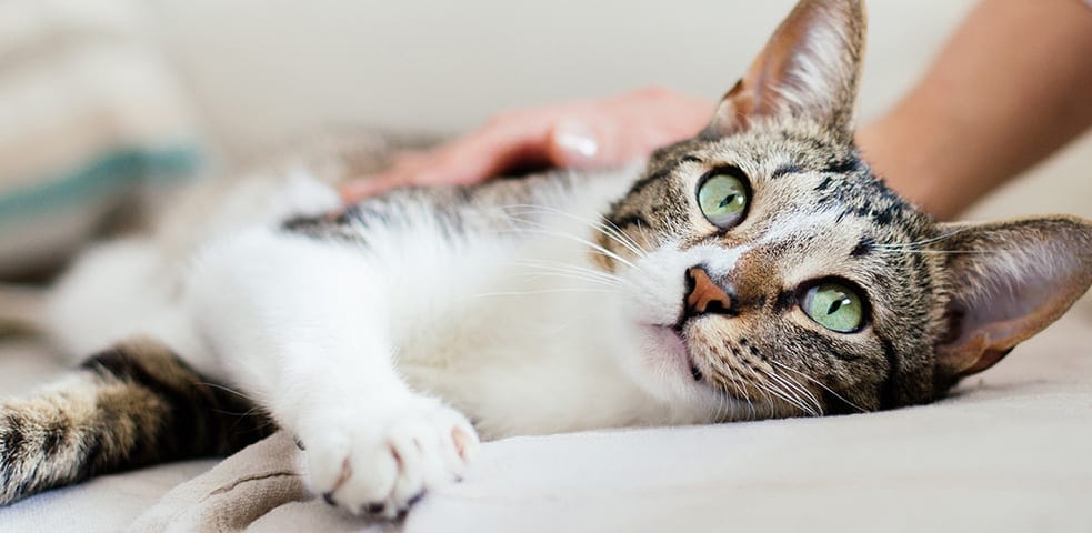 How old is your cat in human years?