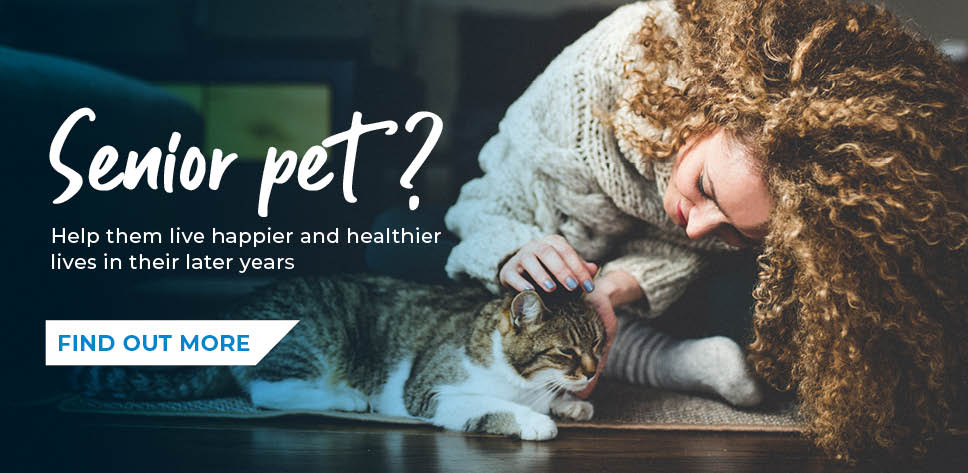 Keep your pet safe and healthy whilst you’re Spring cleaning 