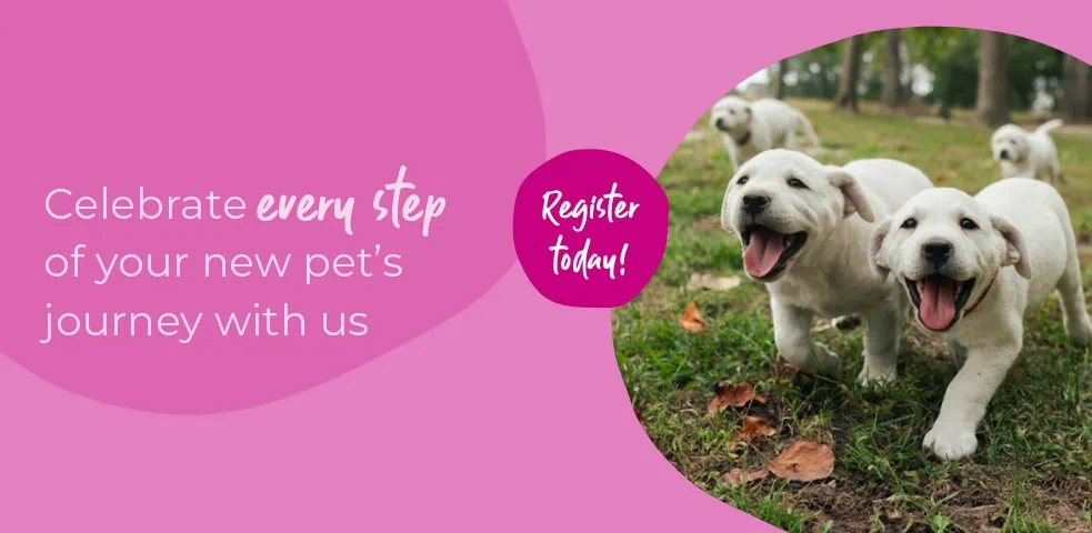 Start of Life for Your Puppy or Kitten