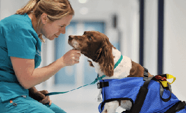 Veterinary Nursing Awareness Month at Folly Gardens Veterinary Clinic