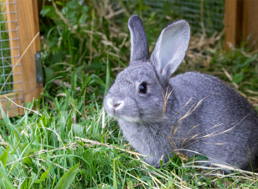 Bunnies are top of the pops for pandemic pets